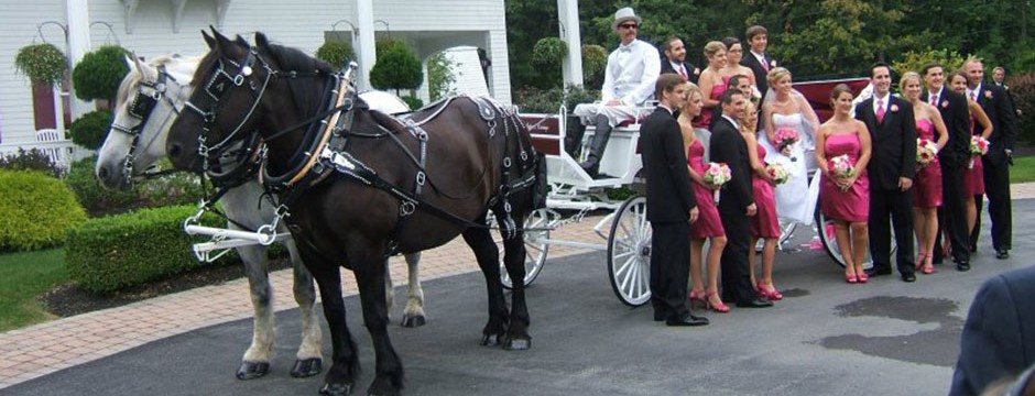 Horse Wedding Carriage