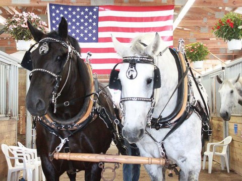 Horse Drawn Carriage Services